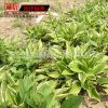 基地玉簪苗 金邊玉簪苗 觀葉植物庭院綠化 青葉玉簪花 白玉簪花苗