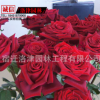 供應庭院觀花植物 盆栽月季苗 新品種黑美人月季小苗 價格低廉