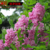 現貨低價處理一批香花槐、紅花槐8公分、香花槐8公分10公分粗