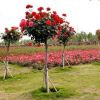 批發(fā)樹(shù)狀月季花 月季樹(shù)花苗 樹(shù)形月季 高檔樹(shù)樁當(dāng)年開(kāi)花品種多