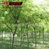 批發(fā)綠化苗木 正宗小葉紅櫸樹(shù)苗 血舉樹(shù)苗 庭院綠化樹(shù)苗 易成活