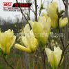 黃玉蘭樹(shù)苗 觀花玉蘭苗 工程綠化 黃玉蘭黃玉蘭苗6 8-10-15公分粗