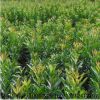 烏梅 烏梅樹 基地批發(fā)各種規(guī)格綠化植物 苗木基地