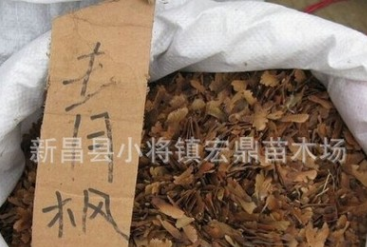 新采青楓種子 顆粒飽滿基地直銷 青楓子大量供應(yīng)