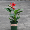 鶴望蘭 室內高檔盆栽花卉 觀花植物 極樂鳥花苗 天堂鳥 開花大苗