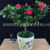 杜鵑盆栽批發杜鵑花苗西洋杜鵑當年開盆栽花卉適合種植
