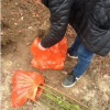 供應藍莓苗，占地苗，兔眼藍莓苗出售