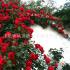 觀花庭院陽臺薔薇月季 現供應15年及以上月季量大優惠