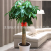 室內花卉盆景植物發財樹盆客廳創意花草大型綠植凈化空氣