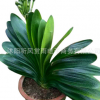 盆栽植物室內花卉君子蘭苗君子蘭精品 舉報