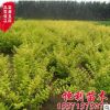 金葉女貞 供應(yīng)優(yōu)質(zhì)女貞苗 女貞球 金葉女貞球綠化工程苗