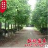 基地直銷(xiāo) 香樟樹(shù)苗 工程苗香樟小苗銷(xiāo)售 大小苗規(guī)格齊全