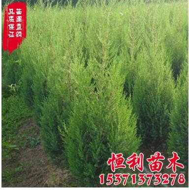 基地供應工程綠化苗木 北京檜柏樹苗 規格齊全 檜柏小苗