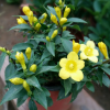 新品四季長(zhǎng)青綠植花卉盆栽 法國(guó)香水茉莉花苗 黃茉莉爬藤植物批發(fā)
