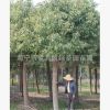 海寧苗木20公分香樟 園林綠化 行道樹(shù) 綠化樟樹(shù)