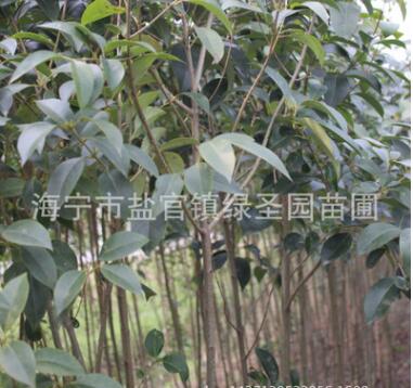 海寧 15公分大葉女貞 高桿女貞 工程綠化