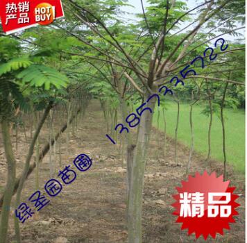 海寧 10公分合歡 樹苗 絨花樹 園林綠化