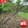 海寧 10公分合歡 樹苗 絨花樹 園林綠化