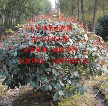 海寧苗圃 紅葉石楠苗 石楠球 高桿石楠 綠化工程 苗木