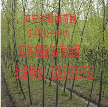 海寧 金絲垂柳 樹苗 竹柳 青皮楊柳 小苗