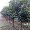 綠化工程紅葉石楠樹苗 基地優質高桿紅葉石楠 綠化樹