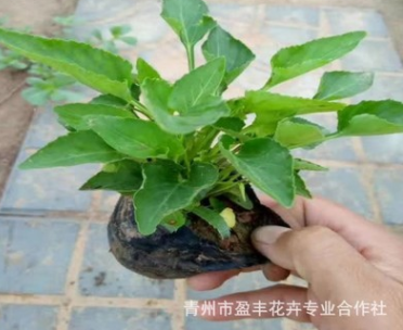 基地直銷優(yōu)質(zhì)紫花地丁 質(zhì)優(yōu)價(jià)廉 宿根花卉紫花地丁