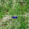 直銷宿根花卉滿天星苗花卉盆栽苗 室內(nèi)花卉綠植 桌面觀花盆景