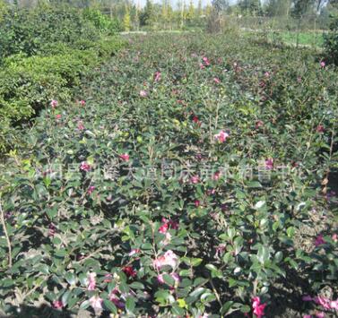 基地批發(fā)茶花樹(shù)苗 山茶花盆栽 當(dāng)年開(kāi)花 庭院綠化苗木庭院