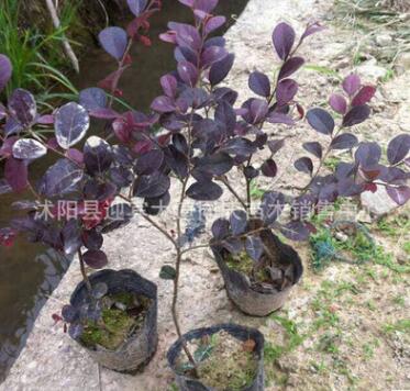 批發(fā)綠化苗木紅花檵木 彩葉盆栽紅花繼木 庭院工程綠化