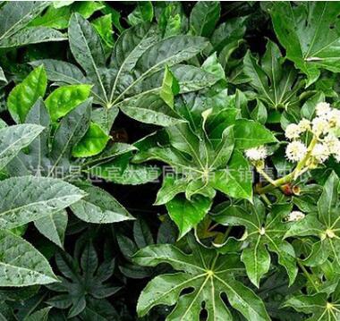 基地直銷(xiāo)園林綠化工程用苗 八角金盤(pán) 觀葉植物 室內(nèi)盆栽 灌木