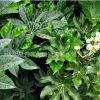 基地直銷園林綠化工程用苗 八角金盤 觀葉植物 室內(nèi)盆栽 灌木