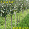 庭院觀花植物西府海棠 嫁接西府海棠苗 根系發(fā)達海棠樹苗