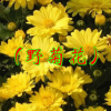 宿根花卉 花野菊 生于山坡草地野菊種 田邊路旁 承接綠化工程