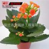 基地供應(yīng) 內(nèi)陽(yáng)臺(tái)桌面盆栽花卉觀花盆景 長(zhǎng)壽花 量大優(yōu)惠