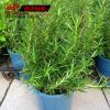 室內(nèi)綠植 植物盆栽批發(fā) 迷迭香 提神醒惱 減輕頭痛癥狀 香草植物
