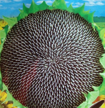 食用向日葵種子 花盤極大 四季可播易種 陽(yáng)臺(tái)盆栽 容易植物