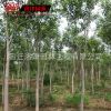 批發(fā)速生大葉女貞子樹(shù)苗 女貞小苗 規(guī)格全 工程 苗木2 3 4公分