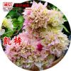 批發三角梅小苗攀援梅花 庭院觀花紅色紫色綠色植物 三角梅