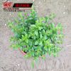 批發滿天星盆栽 草本花卉 滿天星植物盆栽
