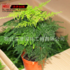 廠家直銷優質觀花植物盆栽 【九里香】盆栽 九里香 凈化空氣