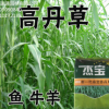 蘇丹草種子高丹草魚草籽種子喂魚豬牛羊雞鴨的草高產蘇丹草牧草籽