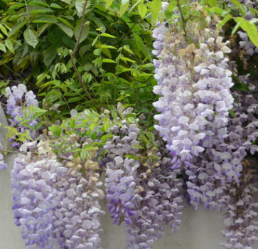 優(yōu)質(zhì)多花紫藤苗 庭院爬藤植物 工程綠化苗 觀賞紫藤小苗 規(guī)格全