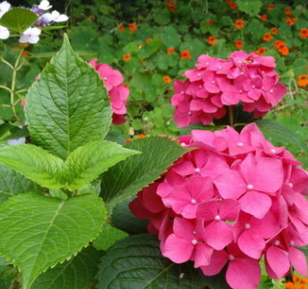批發綠化工程苗 八仙花 當年開花庭院觀花植物 規格齊全量大優惠