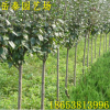 庭院觀花植物西府海棠 嫁接西府海棠苗 根系發達海棠樹苗
