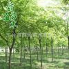 櫸樹 耐寒耐旱綠化苗櫸樹 基地直銷 綠化工程櫸樹喬木