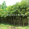重陽木 供應園林綠化重陽木 批發行道工程綠化