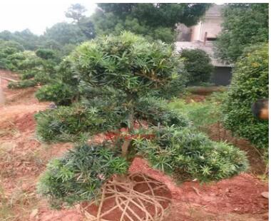 造型小葉羅漢松羅漢松盆景基地直銷