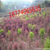 湖南長沙供應冠幅80-100-150-200cm紅葉石楠球園林風景花壇樹苗木