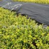 基地直銷金葉女貞苗綠化小區綠籬植物庭院花壇色塊小苗25棵
