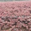 綠化小苗紅花桎木高度15-20-30公分價格圖片園林色塊苗木直銷基地